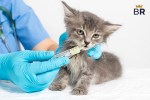 safe cat dewormers
