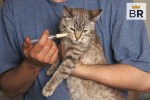 best cat and kitten dewormers