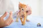can a cat get two dewormers