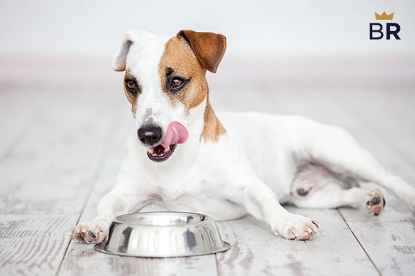 How much food to feed my dog?