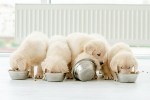 Best vegetarian dog food