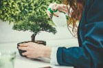 Bonsai Seed Starter Kits