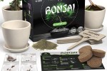 Indoor Bonsai Tree Starter Kit