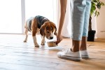 vegetarian dry dog food
