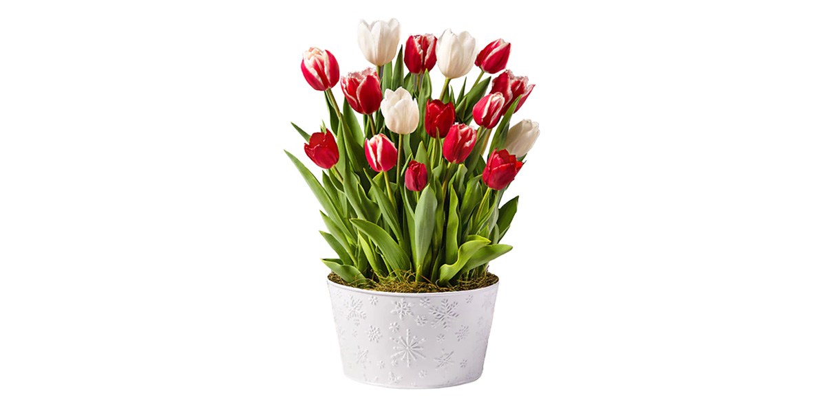 Red and White Tulip Bulb Garden