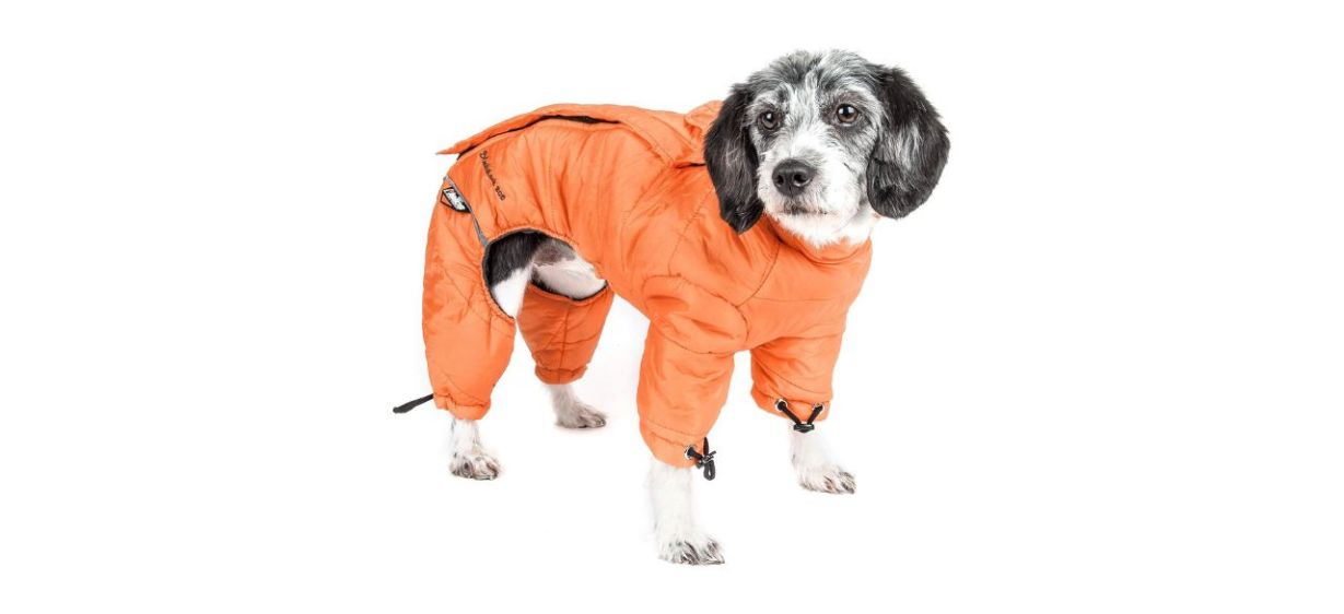 Dog wearing a Dog Helios Thunder Full-Body Dog Jacket in bright orange color