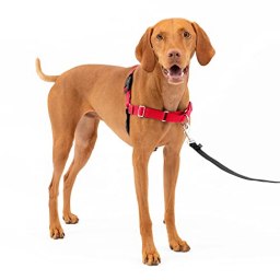 PetSafe