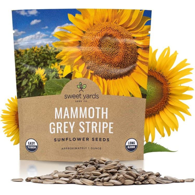 Sweet Yards Mammoth Grey Stripe Sunflower Seeds